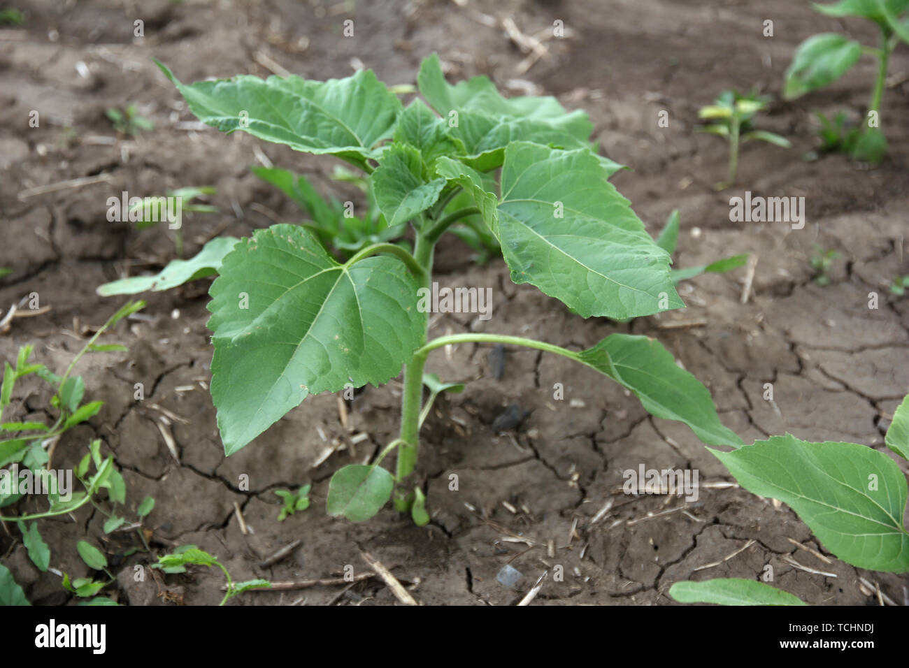 Sunflowers growing out of soil in field Stock Photo Alamy