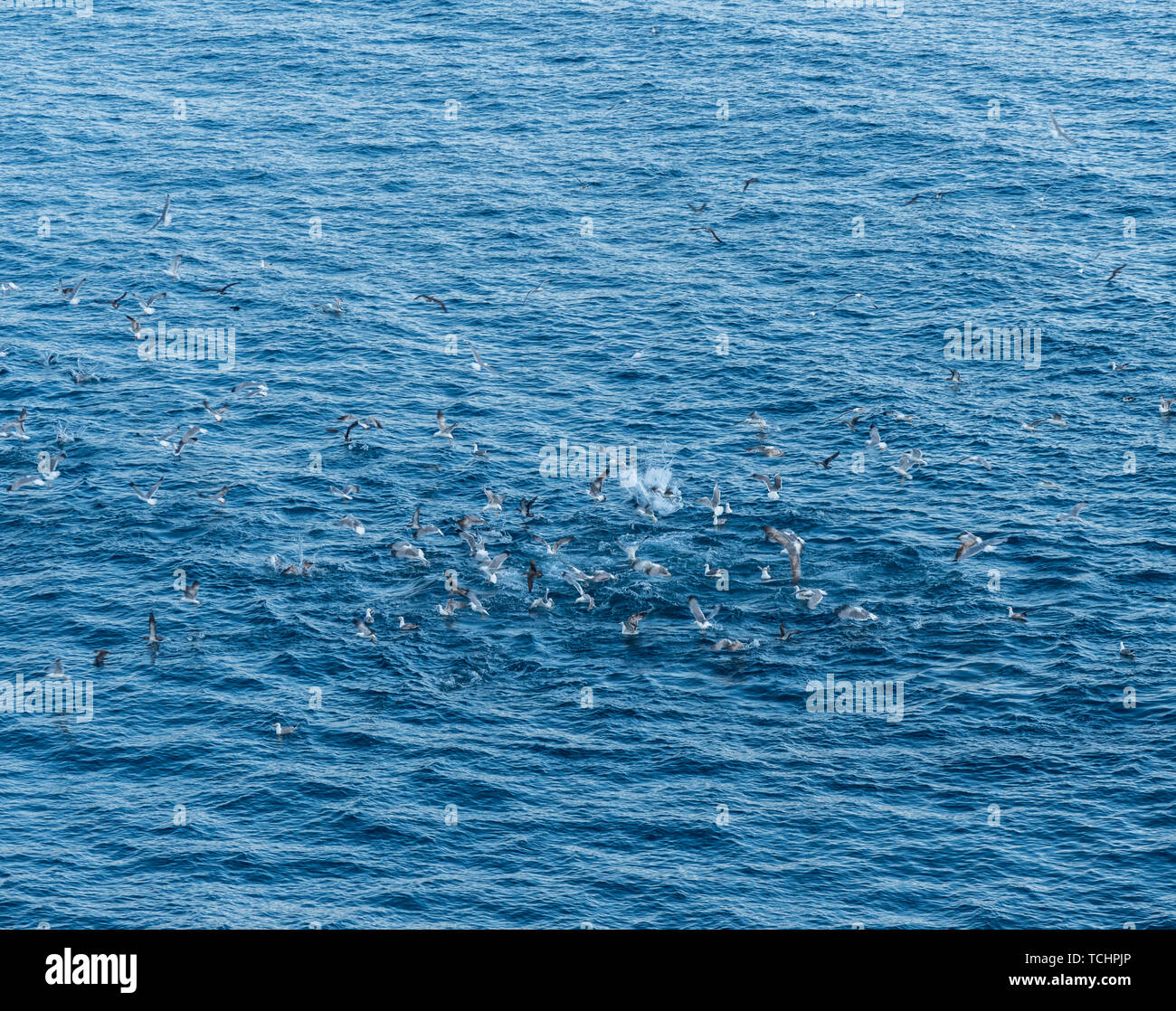 Bird dive fish hires stock photography and images Alamy