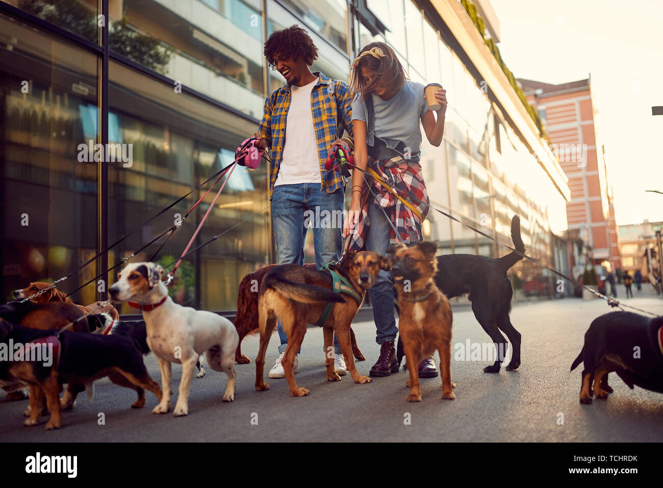 Dog walker lots of dogs hi-res stock photography and images - Alamy