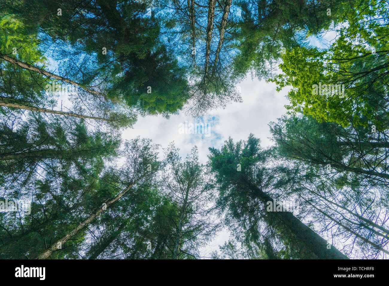 Looking up at blue sky through trees in a dense green forest in the
