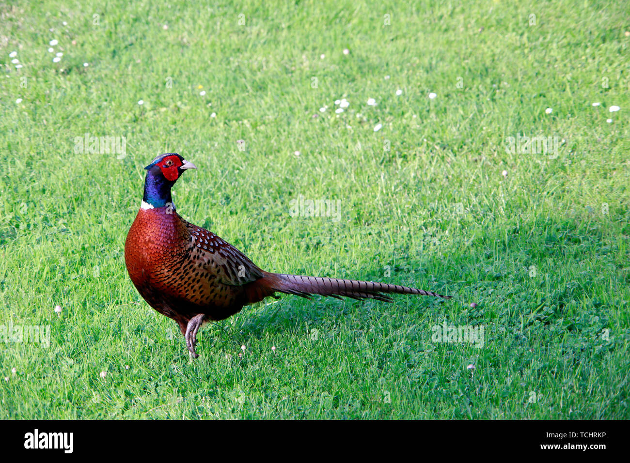 männlicher Fasan (Phasianus colchicus) im Garten Stock Photo Alamy
