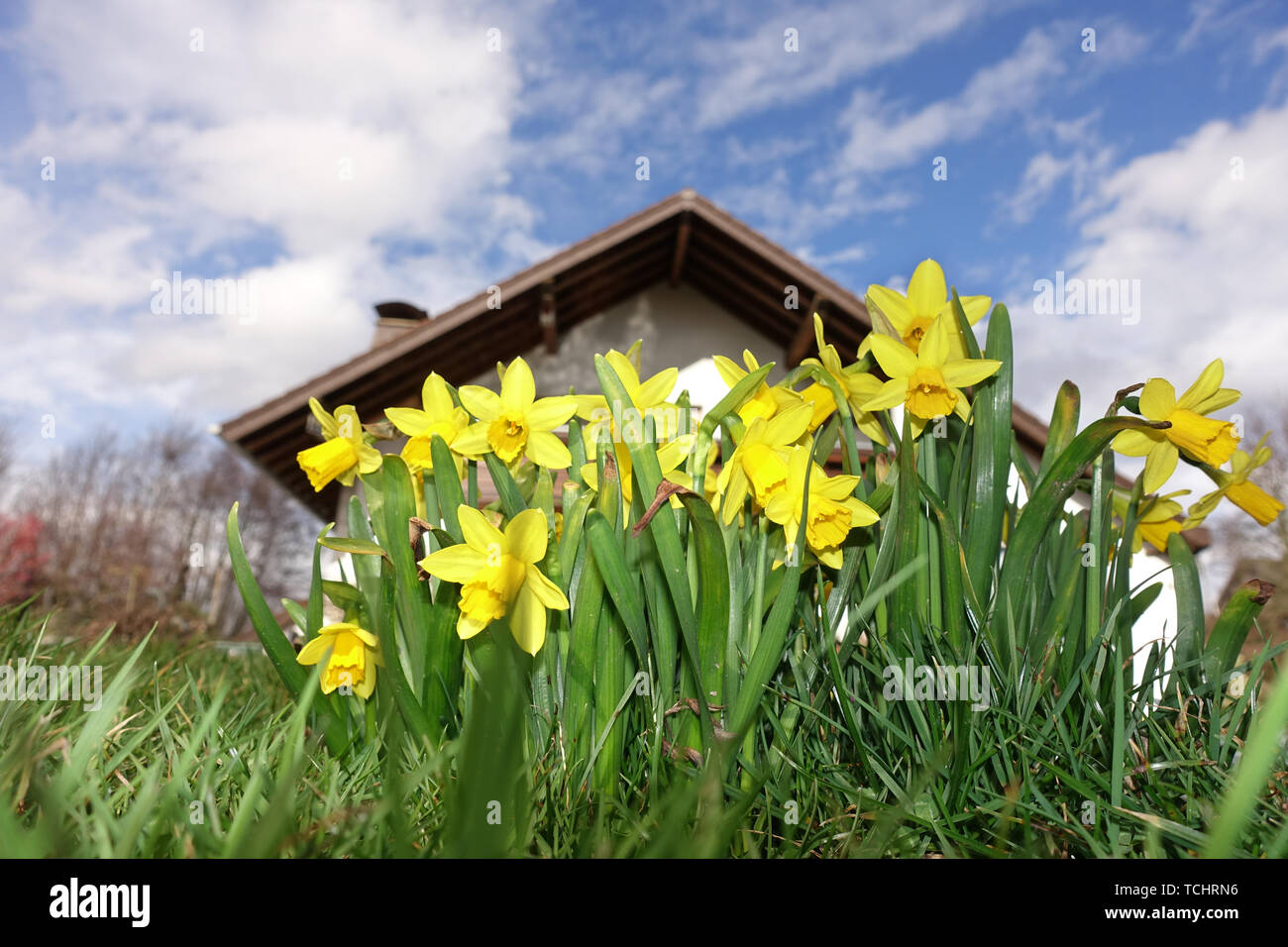 Narzissen Wiese High Resolution Stock Photography and Images - Alamy