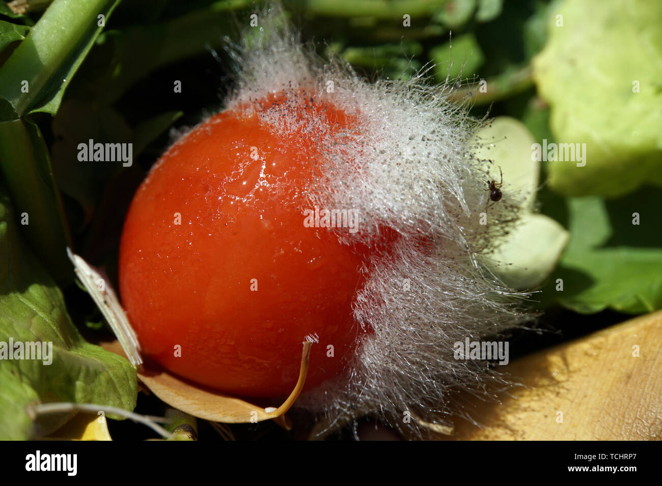 Gießkannenschimmel (Aspergillus spec.) auf einer Tomate Stock Photo