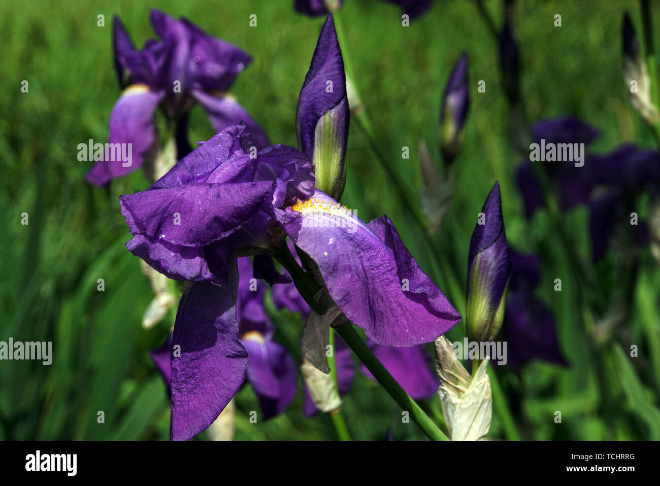 Deutsche Schwertlilie, Iris germanica, blühende Pflanze Stock Photo Alamy