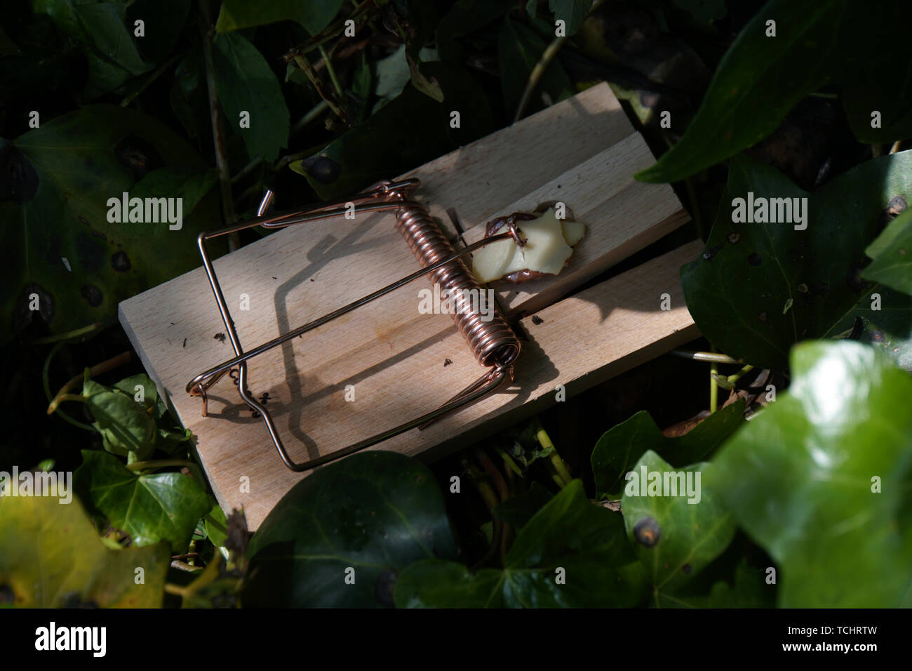 Nuss holz hi-res stock photography and images - Alamy