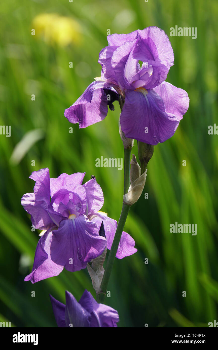 Deutsche Schwertlilie, Iris germanica, blühende Pflanze Stock Photo Alamy