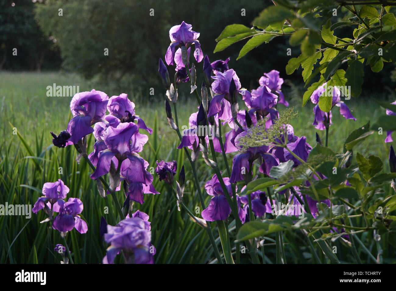 Deutsche Schwertlilie, Iris germanica, blühende Pflanze Stock Photo Alamy