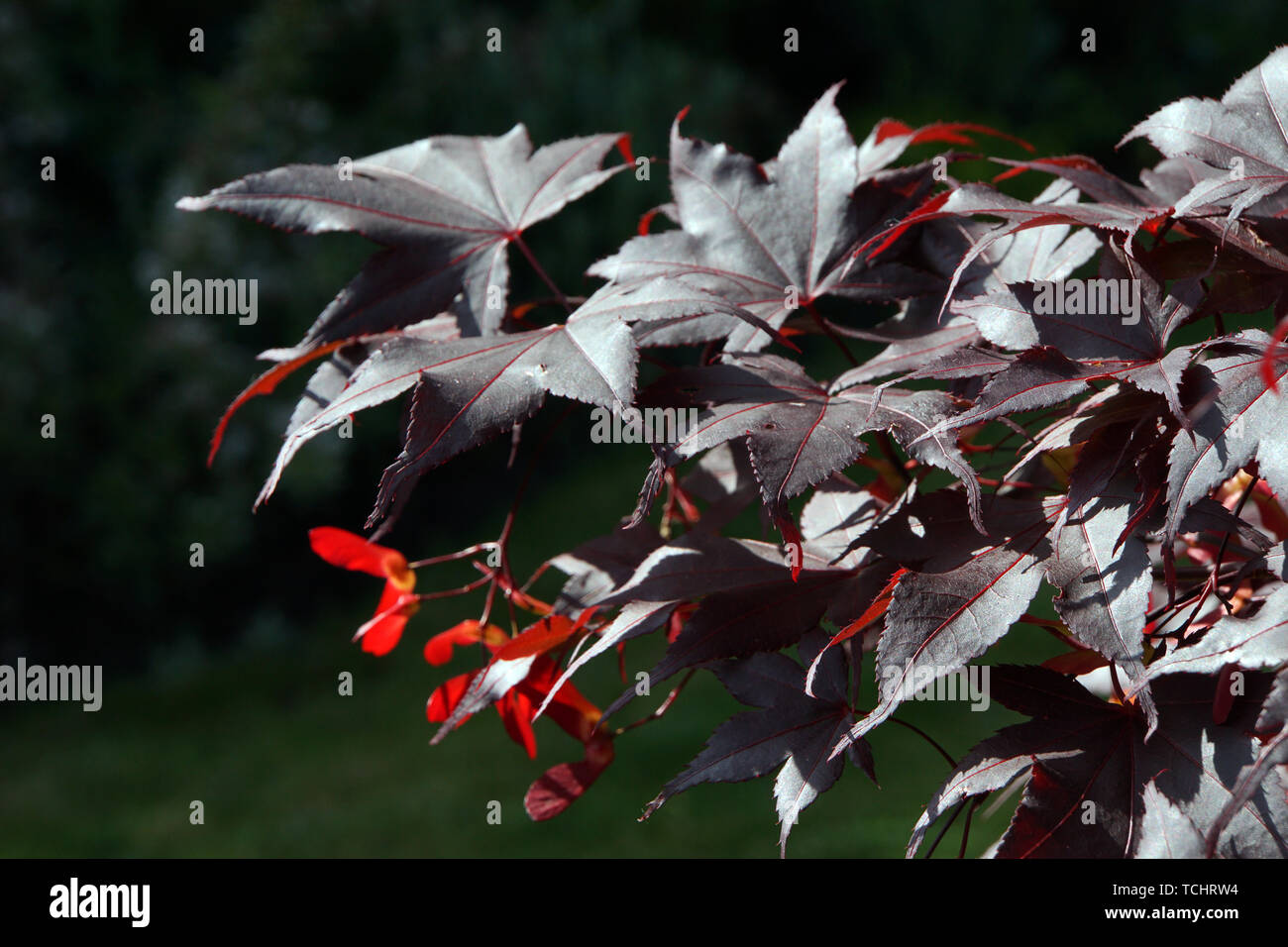 Japanischer Ahorn (Acer japonicum) - Blätter und Früchte Stock Photo