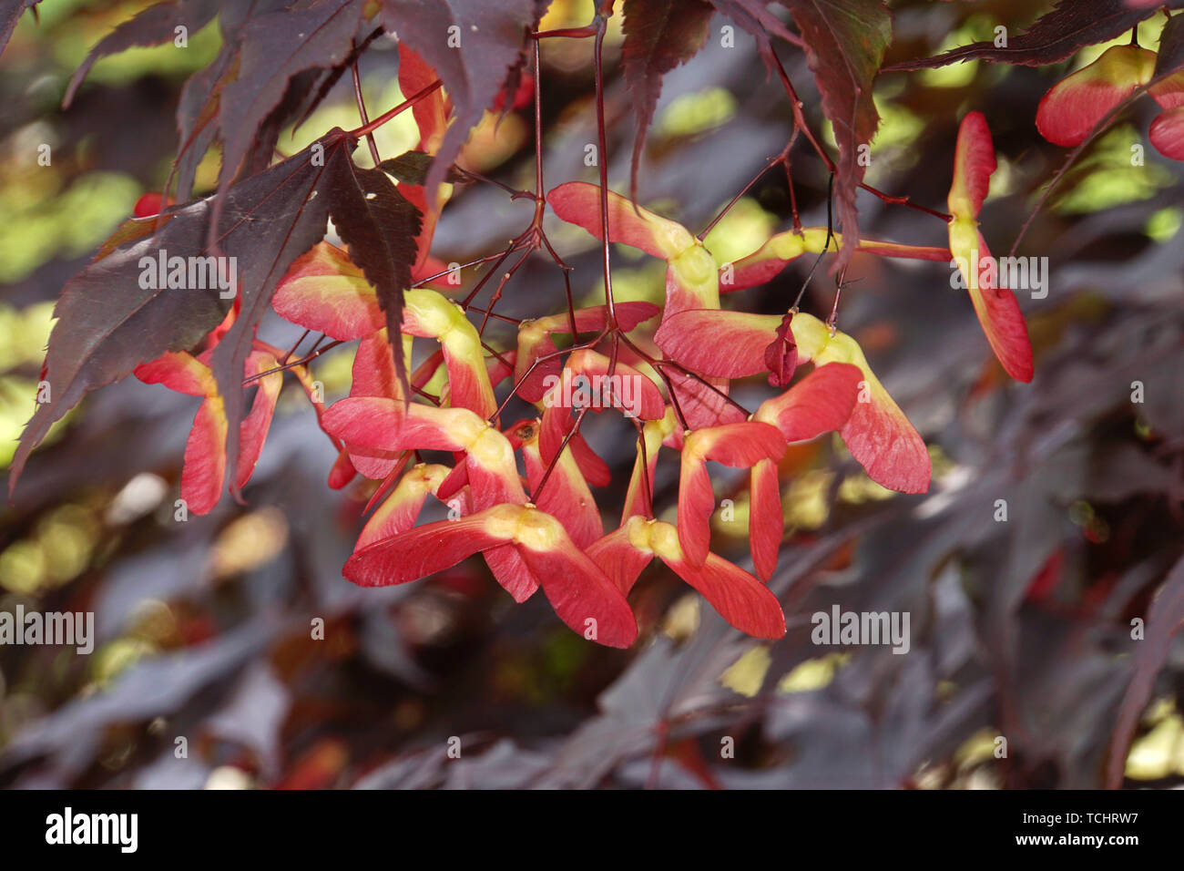 Japanischer Ahorn (Acer japonicum) - Blätter und Früchte Stock Photo