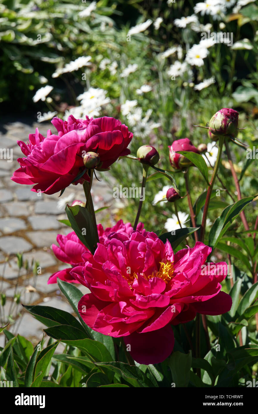 Gemeine Pfingstrose (Paeonia officinalis), auch Echte Pfingstrose