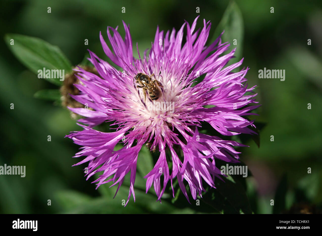 Zweifarbige Flockenblume Centaurea Dealbata Stock Photo