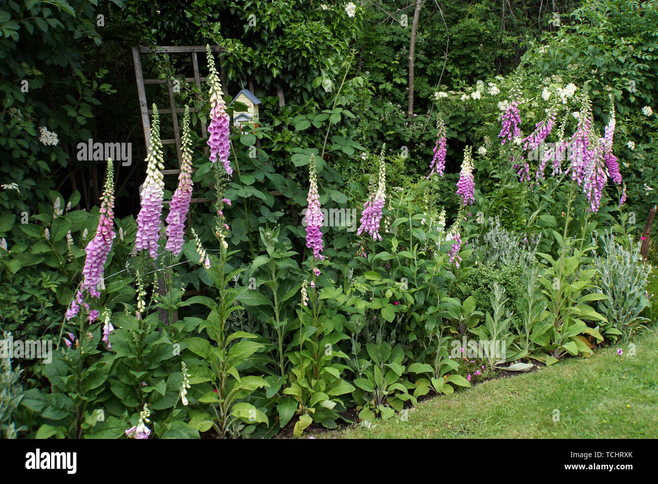 Roter Fingerhut (Digitalis purpurea) im naturnahen Garten Stock Photo