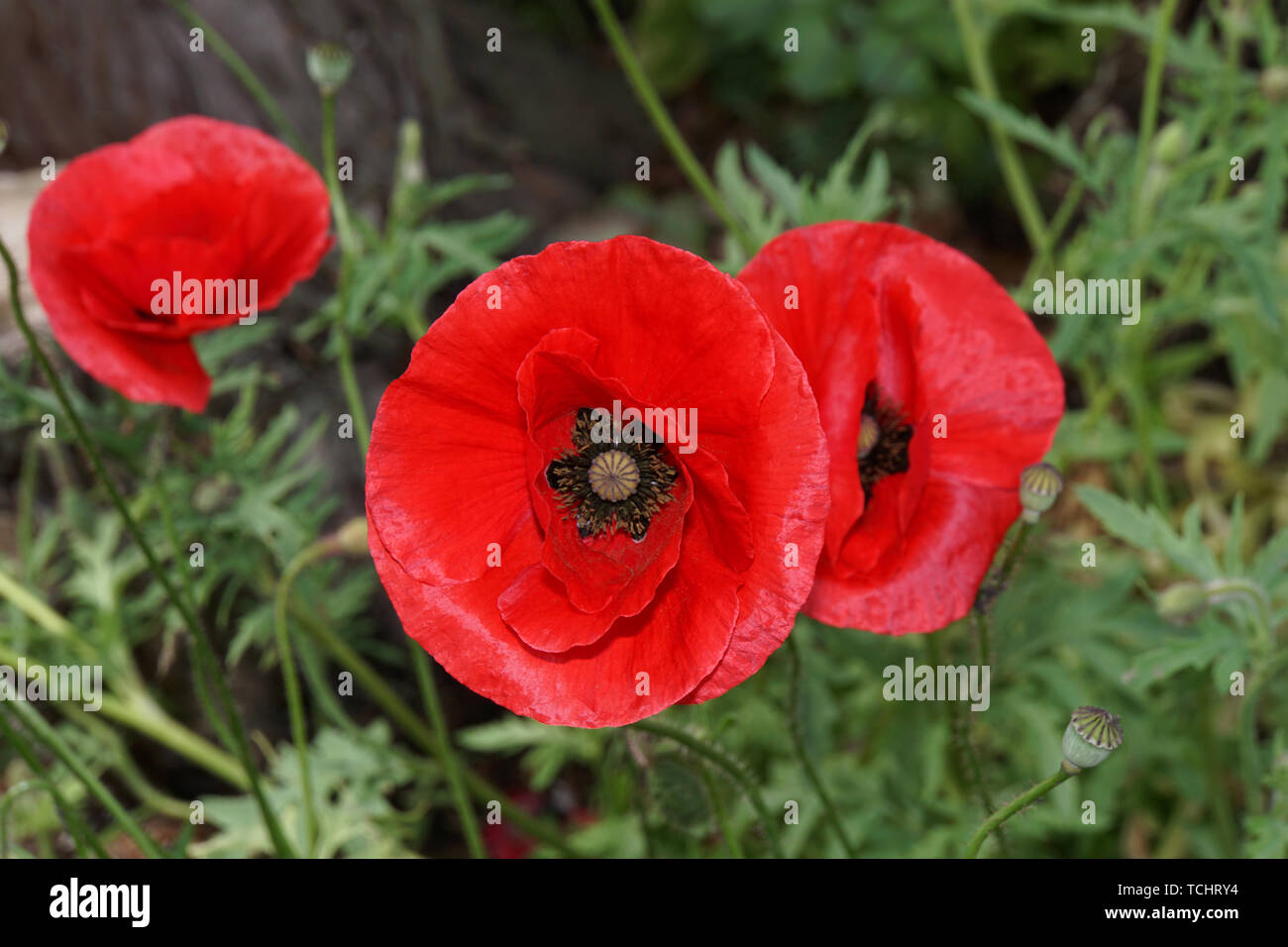Mohnblume garten hires stock photography and images Alamy