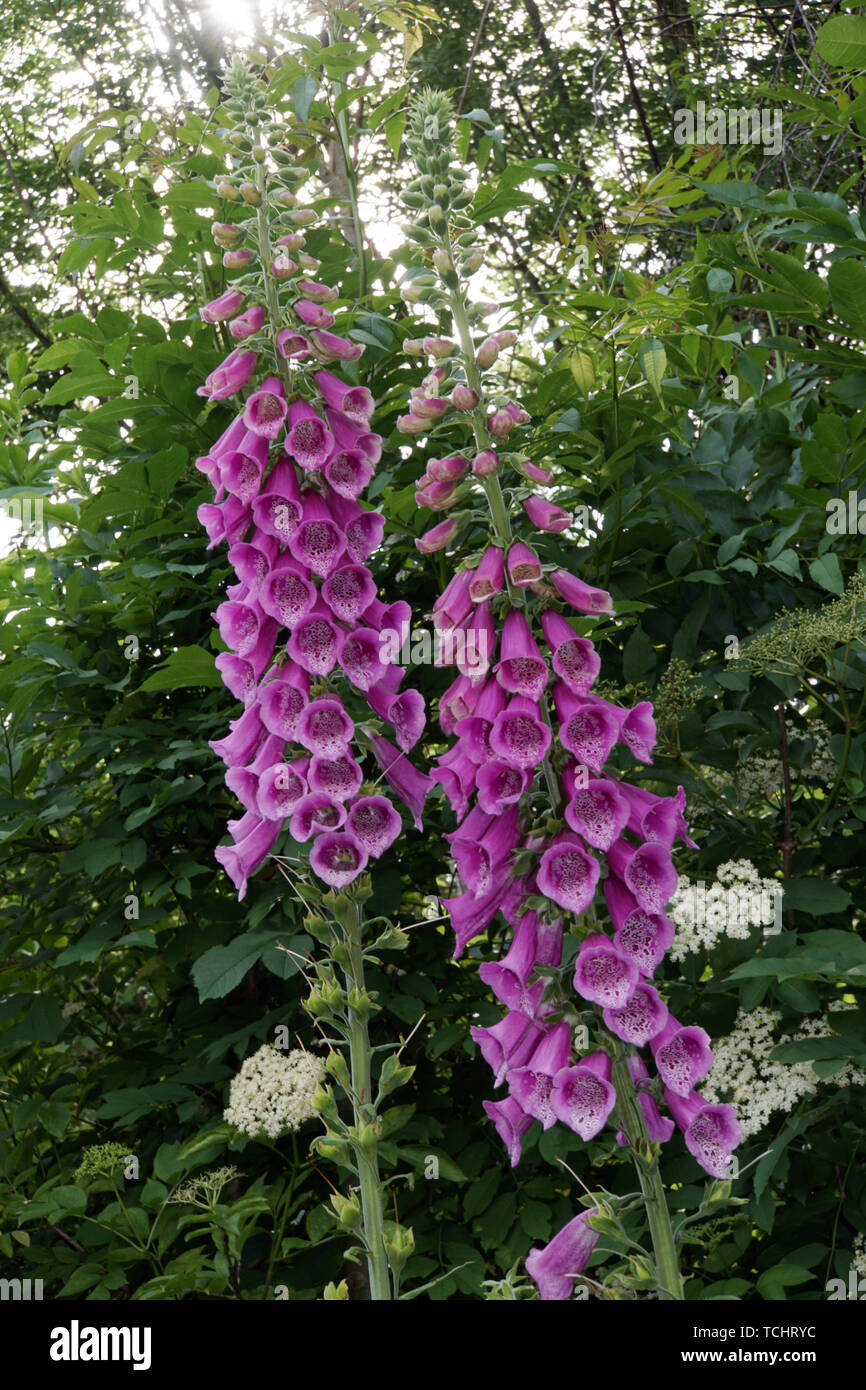 Roter Fingerhut (Digitalis purpurea) im naturnahen Garten Stock Photo