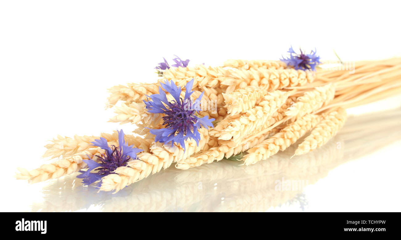 ears of wheat and cornflower isolated on white Stock Photo Alamy