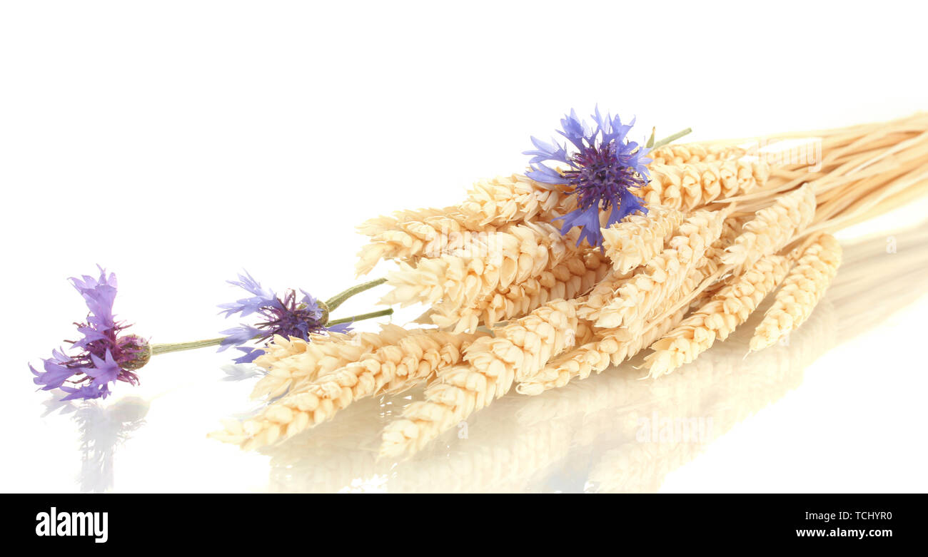 ears of wheat and cornflower isolated on white Stock Photo Alamy