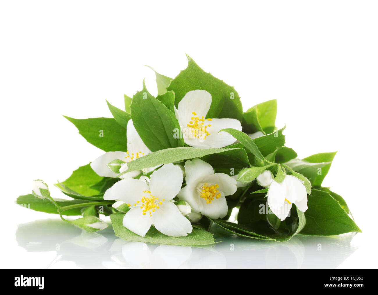 beautiful jasmine flowers with leaves isolated on white Stock Photo - Alamy