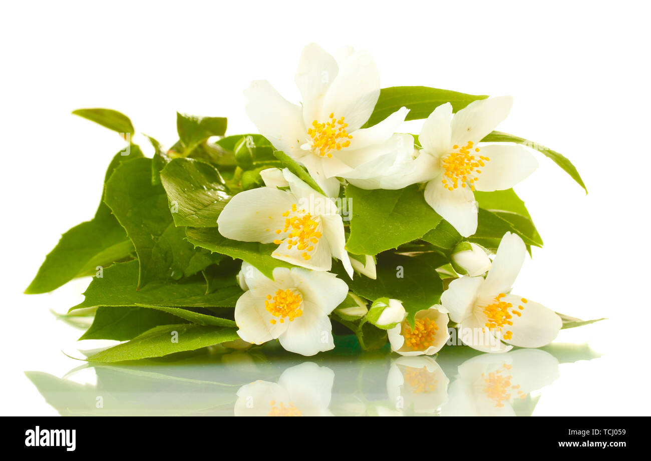 beautiful jasmine flowers with leaves isolated on white Stock Photo - Alamy