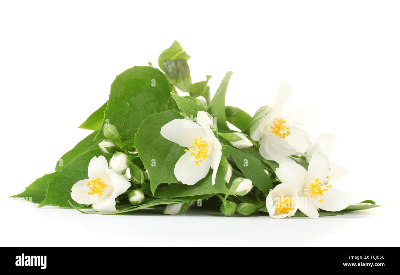beautiful jasmine flowers with leaves isolated on white Stock Photo - Alamy