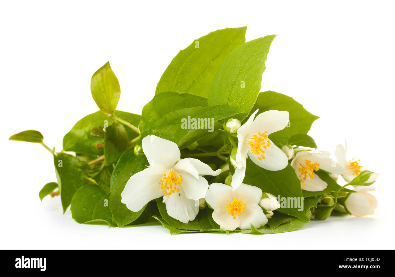 beautiful jasmine flowers with leaves isolated on white Stock Photo - Alamy