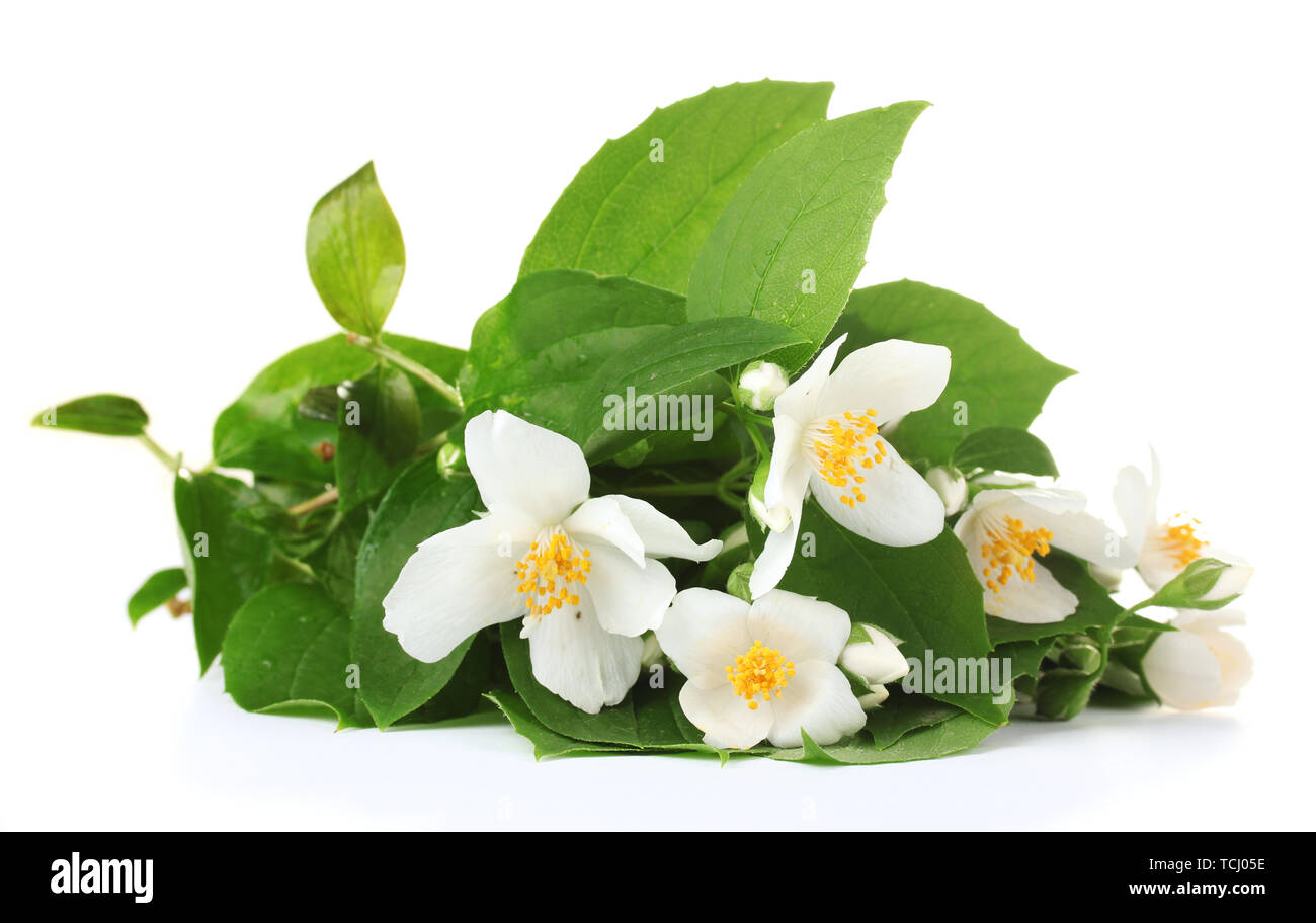 beautiful jasmine flowers with leaves isolated on white Stock Photo - Alamy