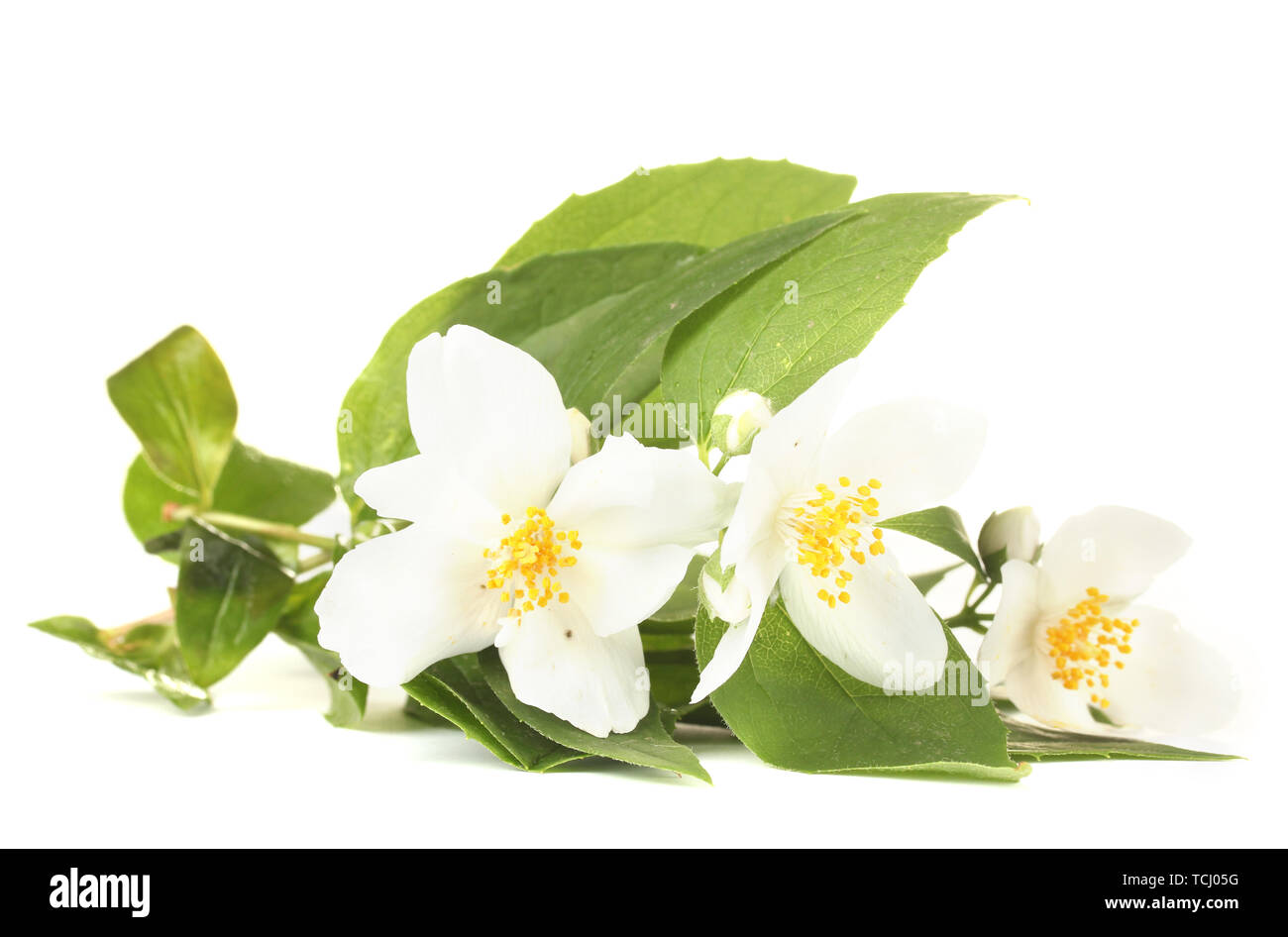 beautiful jasmine flowers with leaves isolated on white Stock Photo - Alamy