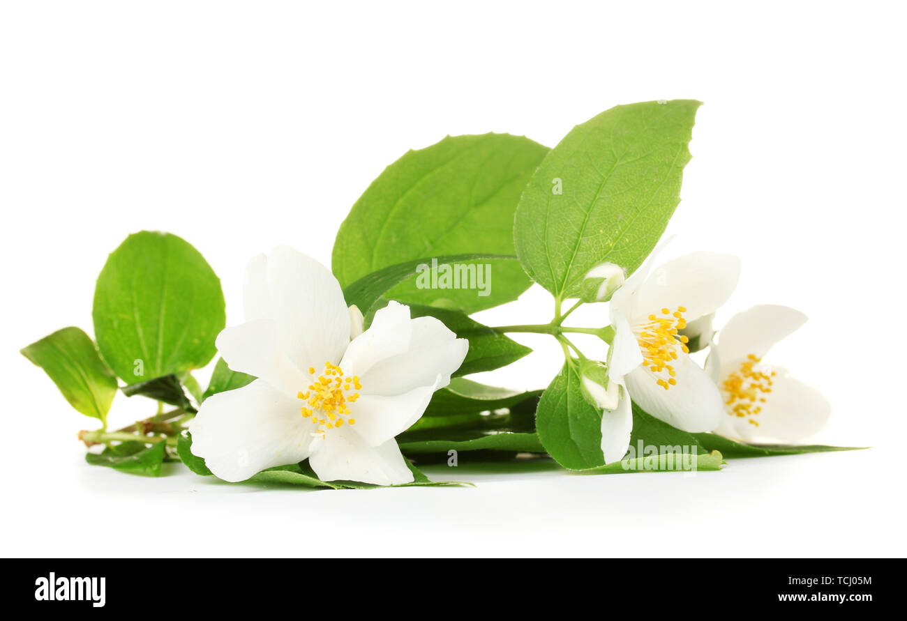 beautiful jasmine flowers with leaves isolated on white Stock Photo - Alamy