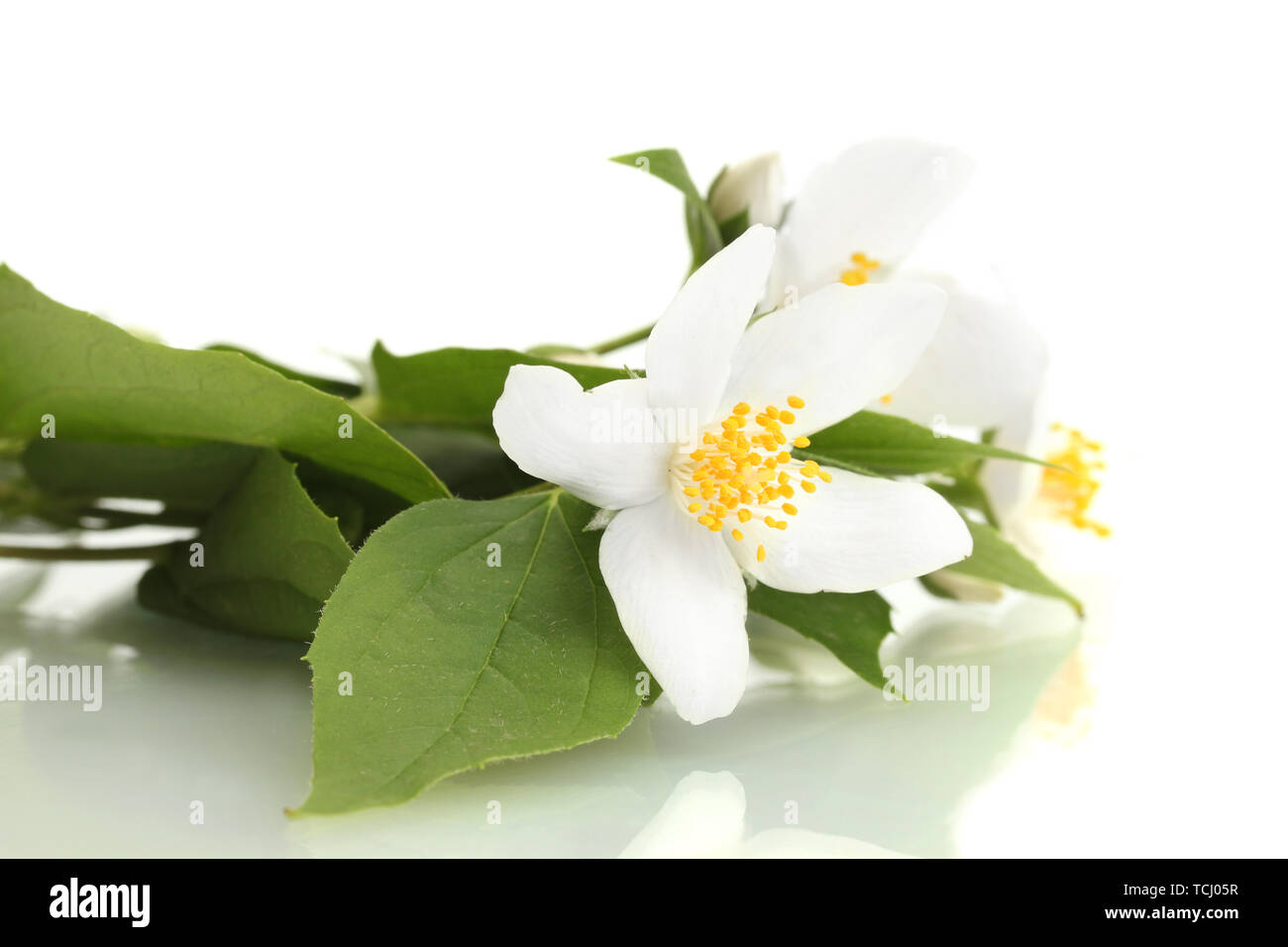 beautiful jasmine flowers with leaves isolated on white Stock Photo - Alamy