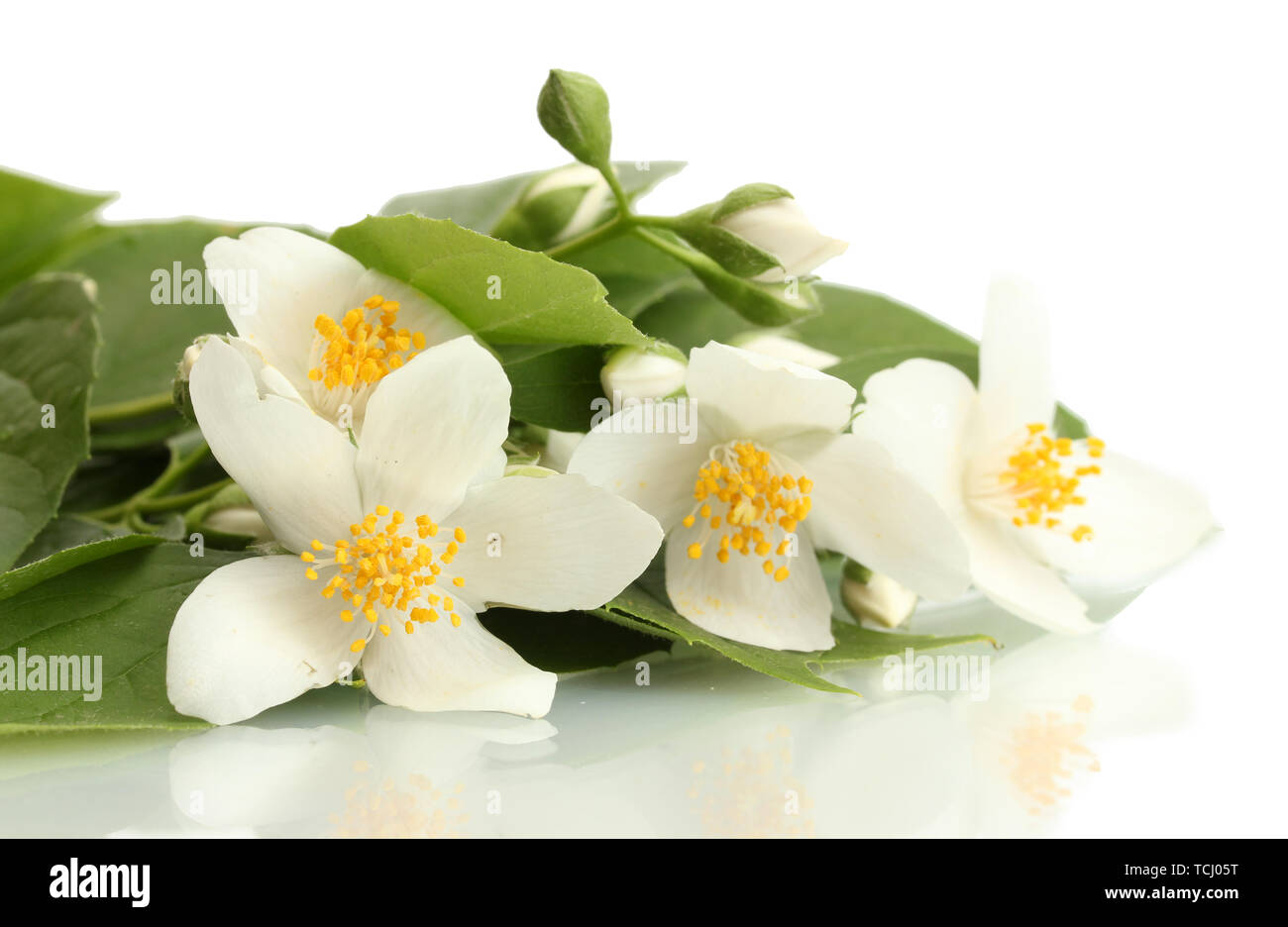 beautiful jasmine flowers with leaves isolated on white Stock Photo - Alamy