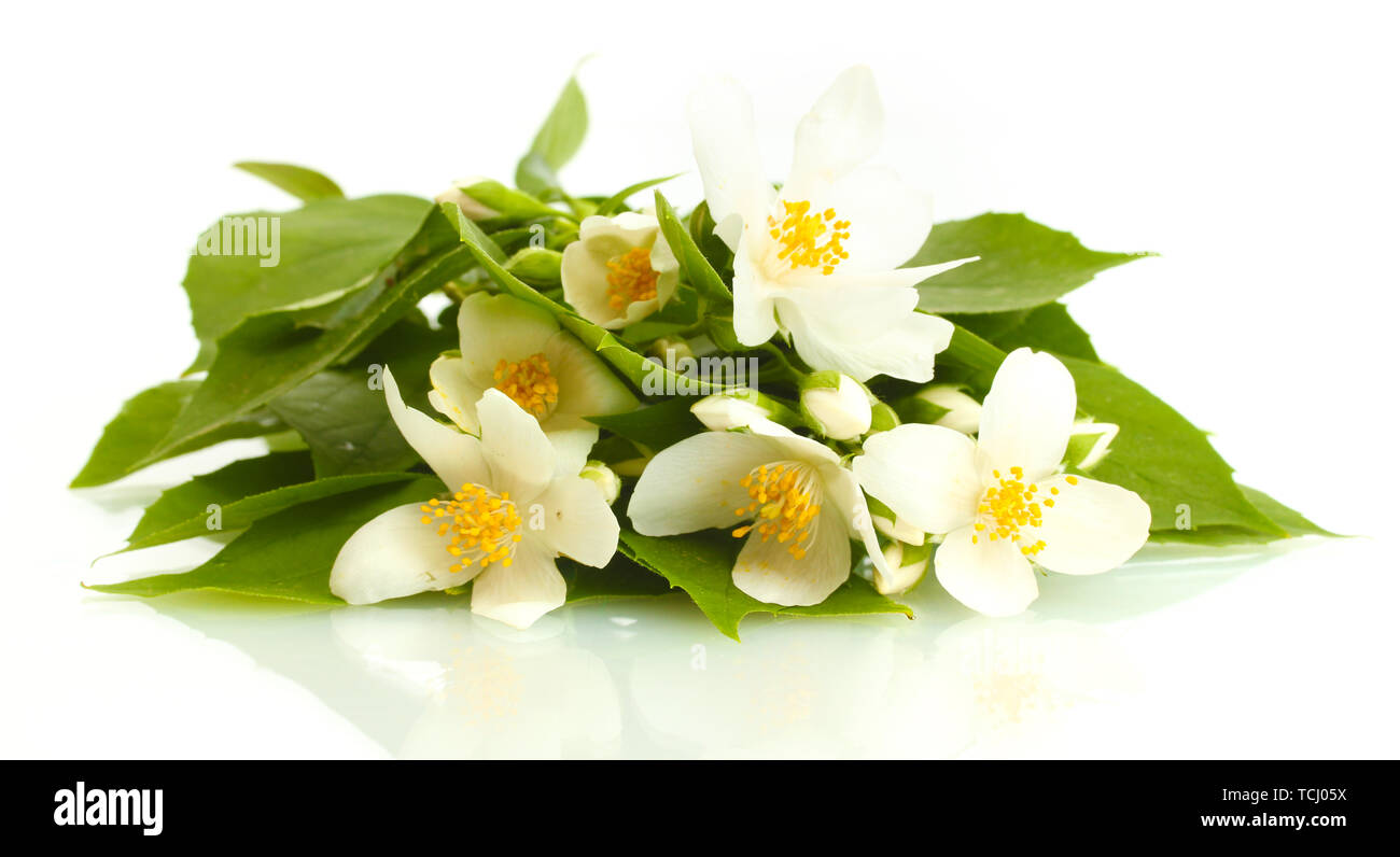 beautiful jasmine flowers with leaves isolated on white Stock Photo - Alamy