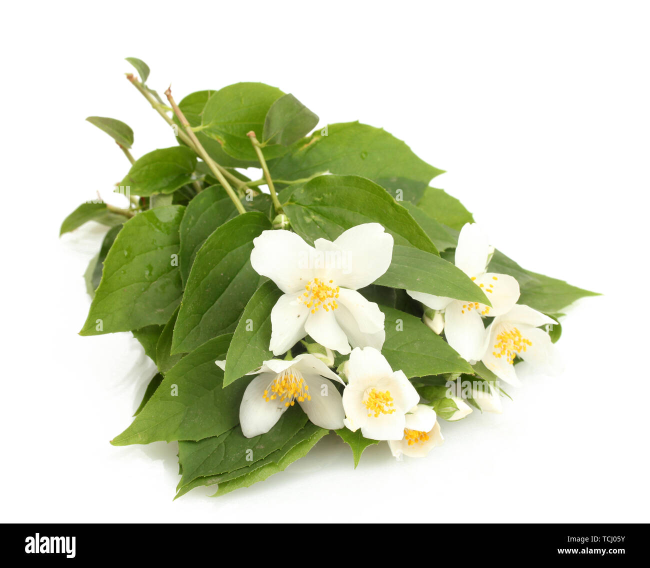 beautiful jasmine flowers with leaves isolated on white Stock Photo - Alamy