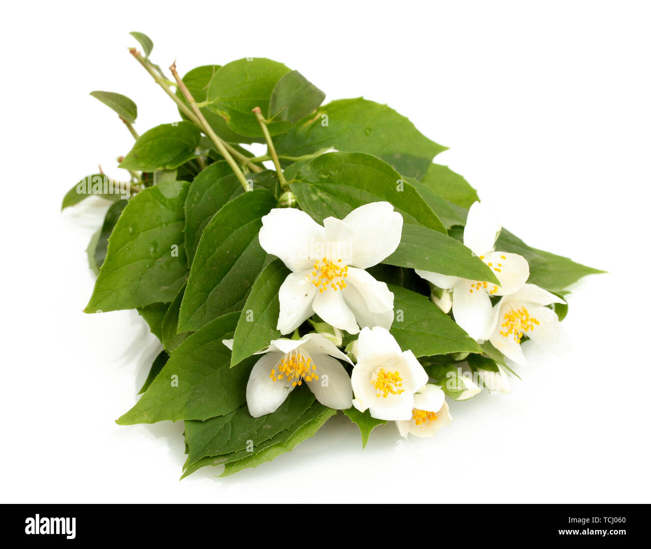 beautiful jasmine flowers with leaves isolated on white Stock Photo - Alamy