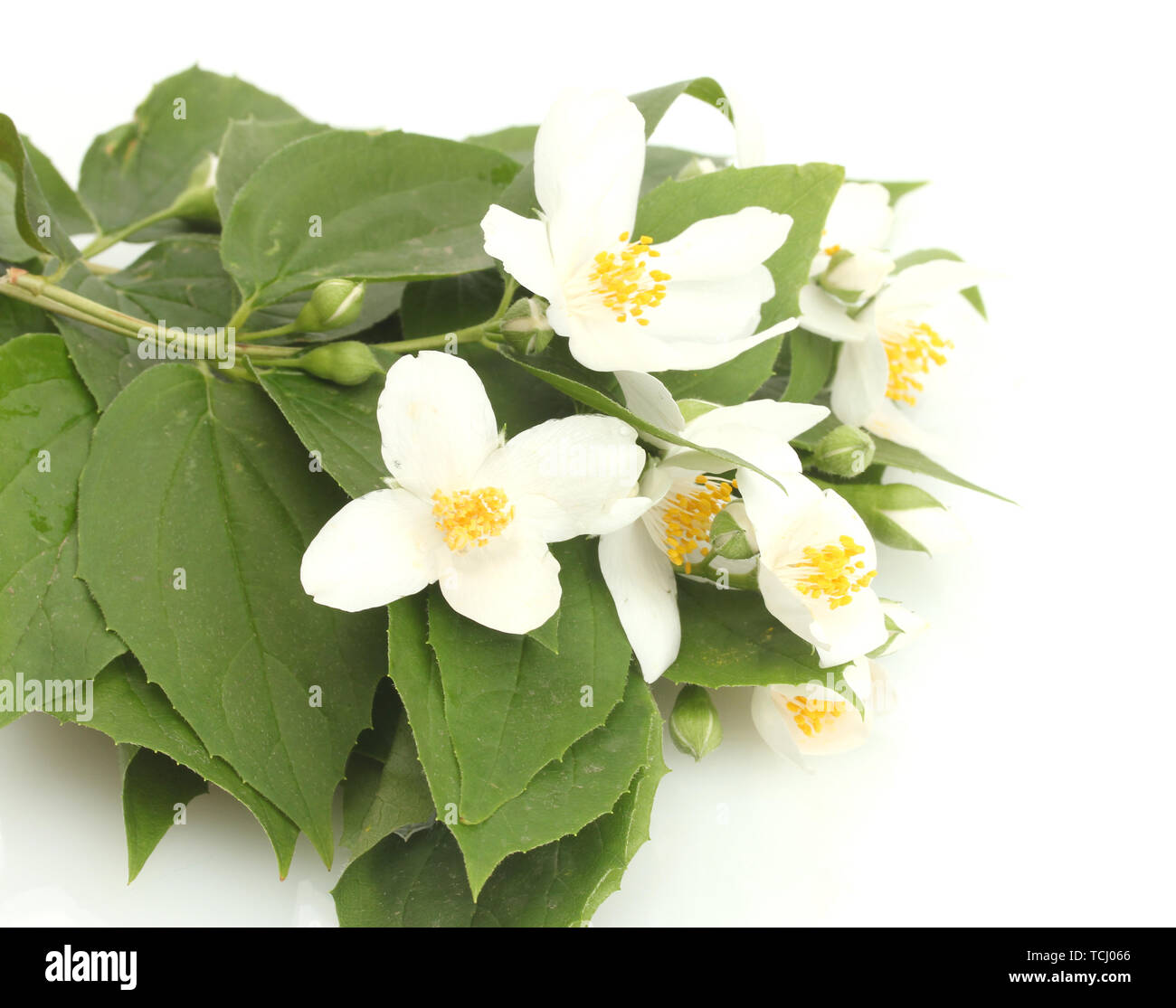 beautiful jasmine flowers with leaves isolated on white Stock Photo - Alamy