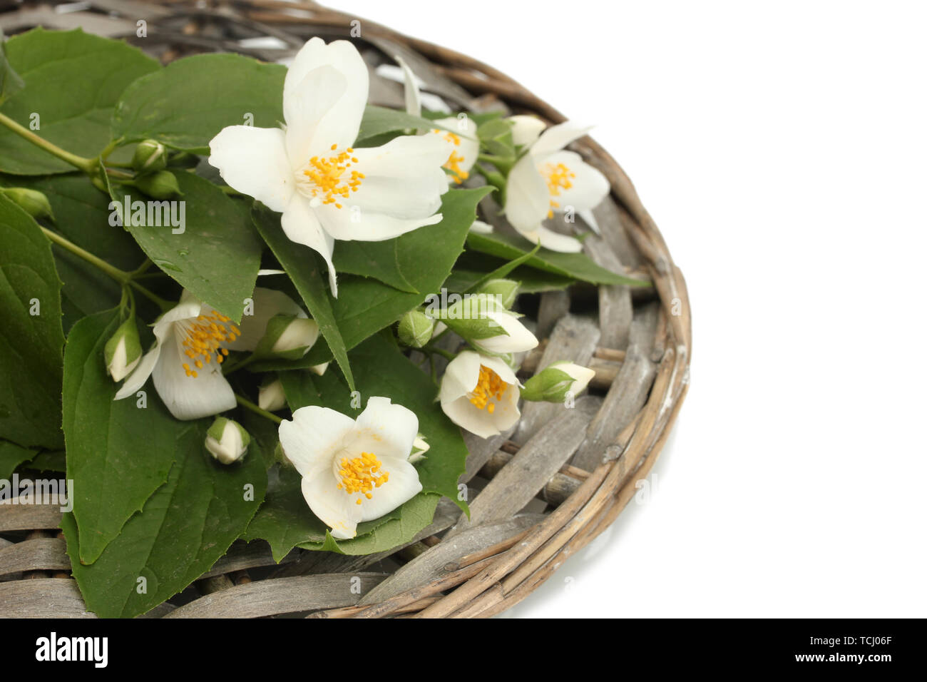 beautiful jasmine flowers with leaves isolated on white Stock Photo - Alamy