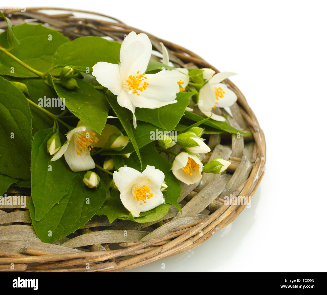 beautiful jasmine flowers with leaves isolated on white Stock Photo - Alamy