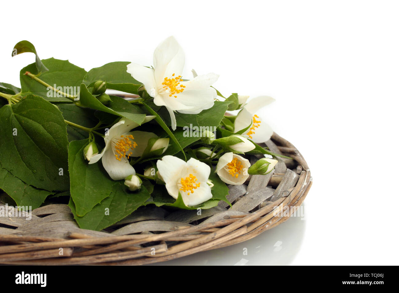 beautiful jasmine flowers with leaves isolated on white Stock Photo - Alamy