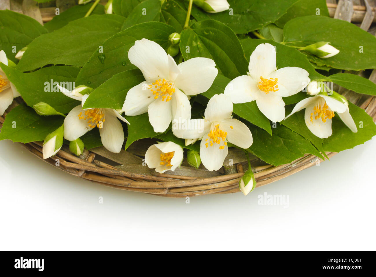 beautiful jasmine flowers with leaves isolated on white Stock Photo - Alamy