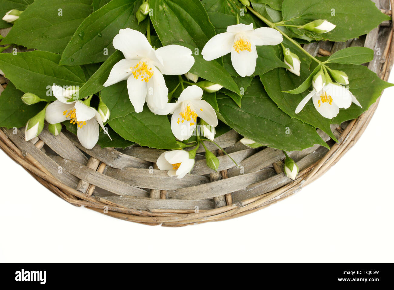 beautiful jasmine flowers with leaves isolated on white Stock Photo - Alamy
