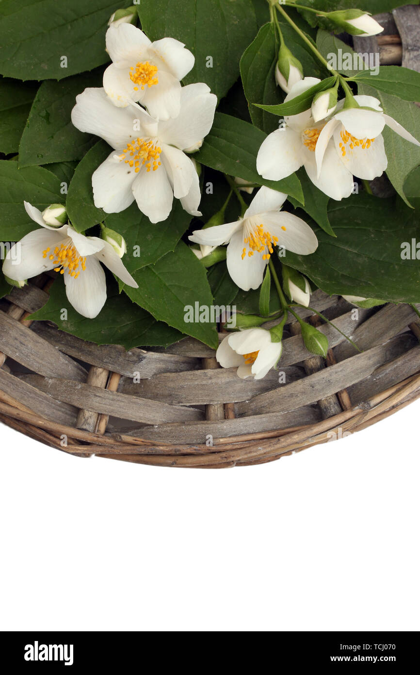 beautiful jasmine flowers with leaves isolated on white Stock Photo - Alamy