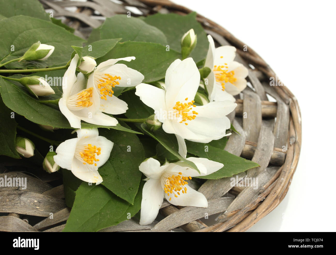 beautiful jasmine flowers with leaves isolated on white Stock Photo - Alamy
