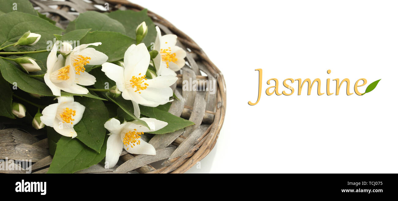 Beautiful jasmine flowers with leaves isolated on white Stock Photo - Alamy