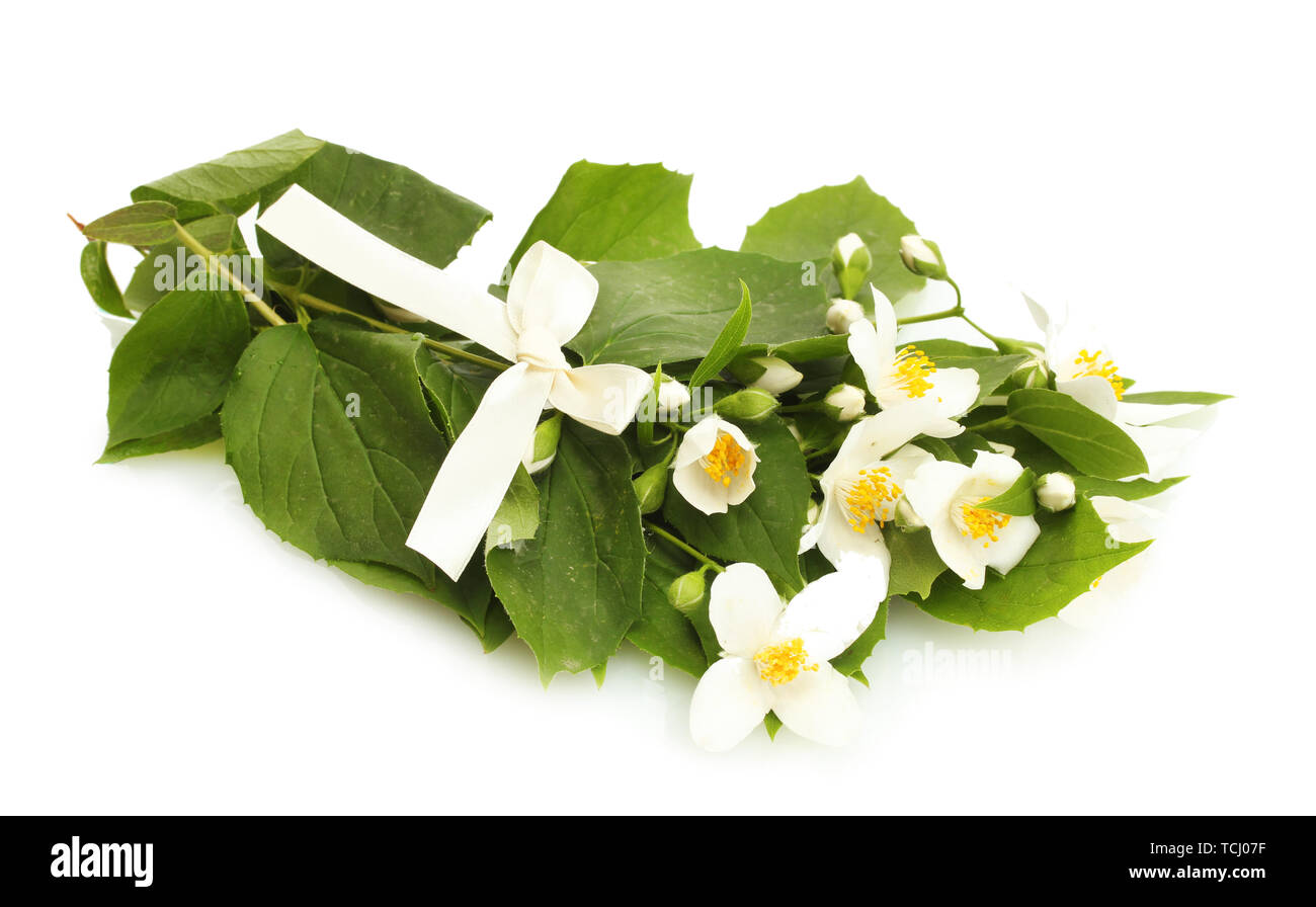 beautiful jasmine flowers with leaves isolated on white Stock Photo - Alamy