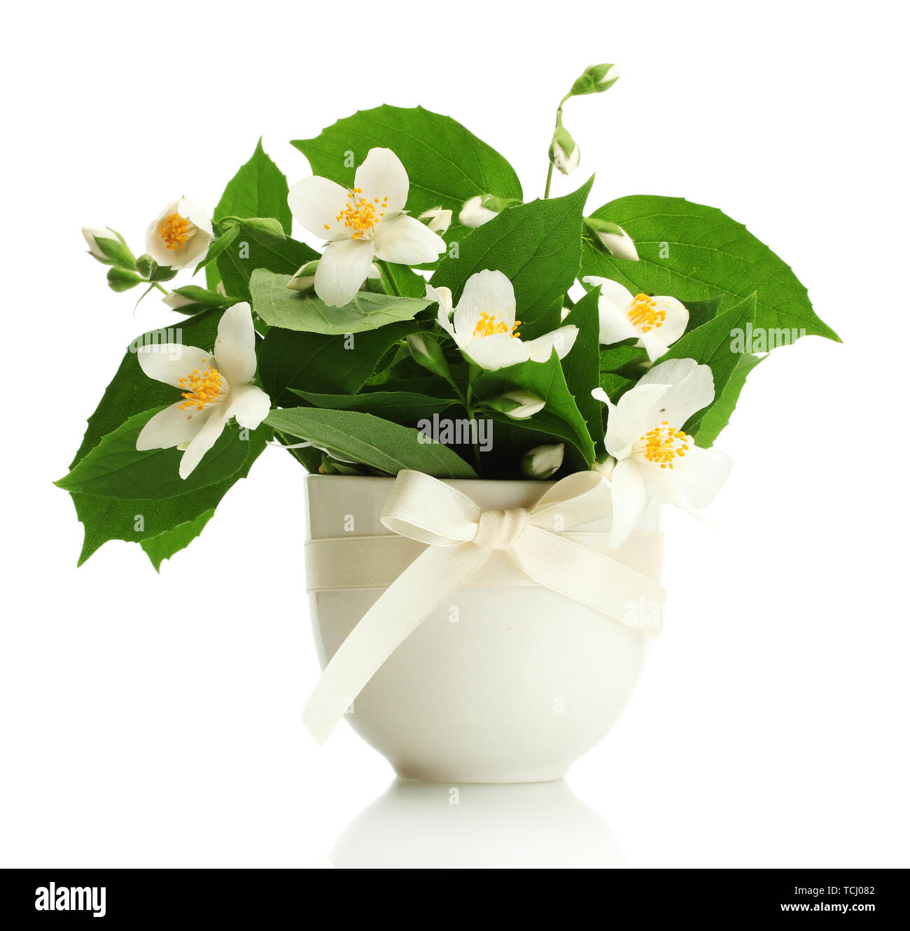 beautiful jasmine flowers in vase isolated on white Stock Photo - Alamy