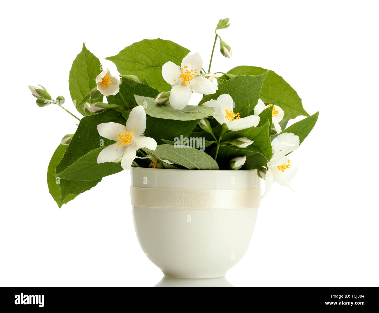 beautiful jasmine flowers in vase isolated on white Stock Photo Alamy