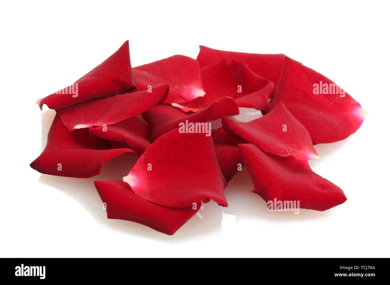 beautiful petals of red roses isolated on white Stock Photo - Alamy