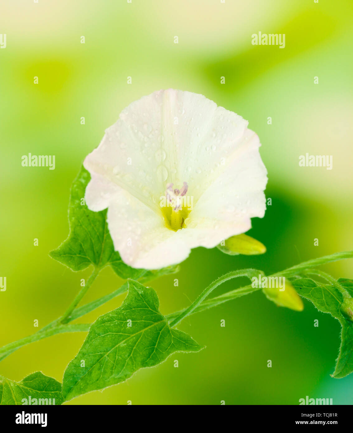 White flowers bindweed grow hi-res stock photography and images - Alamy