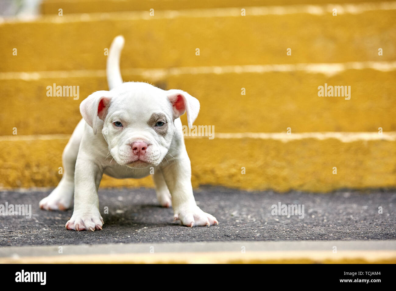 American Bully High Resolution Stock Photography And Images Alamy American Bully High Resolution Stock Photography And Images Alamy