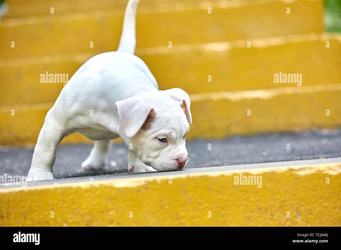 A cute puppy is playing on the steps. Concept of the first steps of life, animals, a new generation. Puppy American Bully. Stock Photo