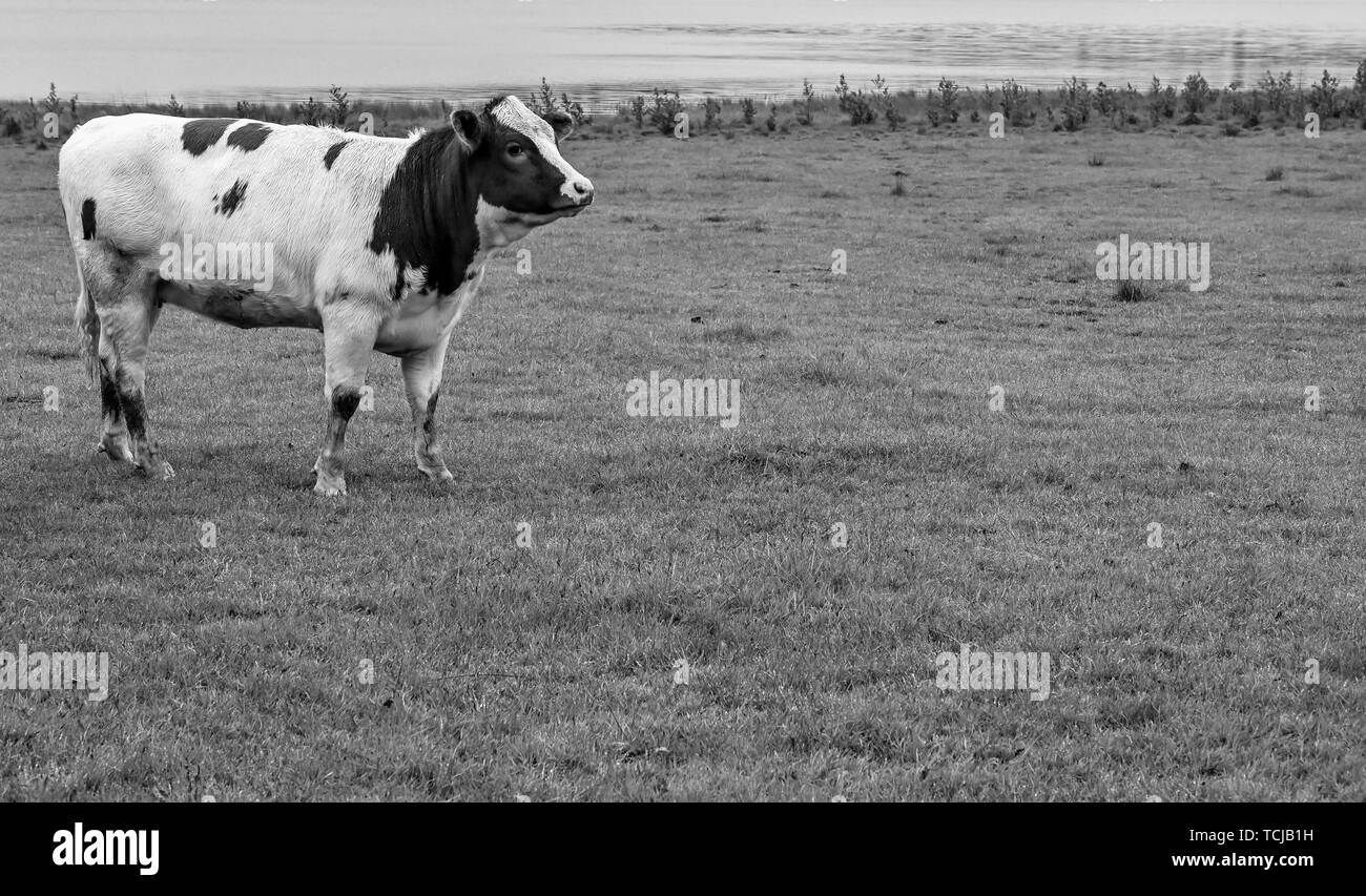 a cow standing in a field black and white Stock Photo - Alamy