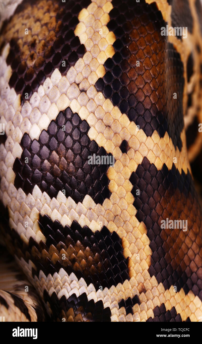 python snake skin and scales pattern macro Stock Photo - Alamy